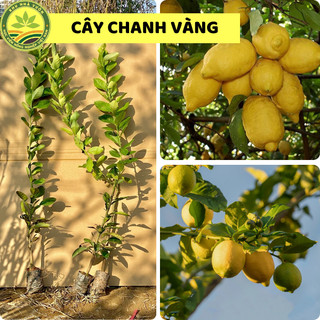 Cây giống chanh vàng Mỹ giống chuẩn F1, quả siêu to mọng nước thơm ngon cho năng suất cao