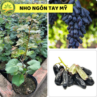 Cây giống nho ngón tay, giống cây ăn quả nhập ngoại, cây giống cao 30cm, giống khỏe thuần chùng