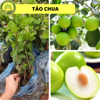 Cây giống Táo Gia Lộc siêu sai trái cho năng suất cao giống chuẩn F1