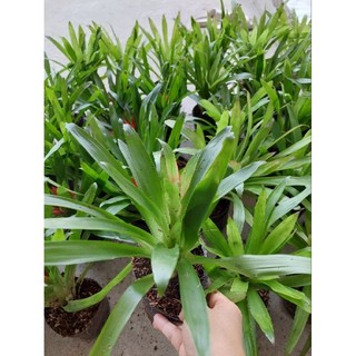 Phát lộc hoa (cây tài lộc)