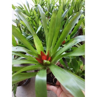 Phát lộc hoa (cây tài lộc)