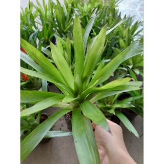 Phát lộc hoa (cây tài lộc)