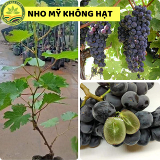 Cây giống nho Mỹ không hạt, cây giống thế hệ mới, sai trái, sớm cho quả, giống khỏe ít sâu bệnh