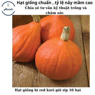 Hạt giống bí ngô Red Kuri