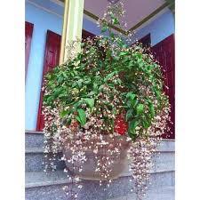 CÂY GIỐNG DẠ NGỌC MINH CHÂU