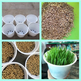 Bộ Trồng Cỏ Mèo