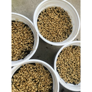 Bộ Trồng Cỏ Mèo