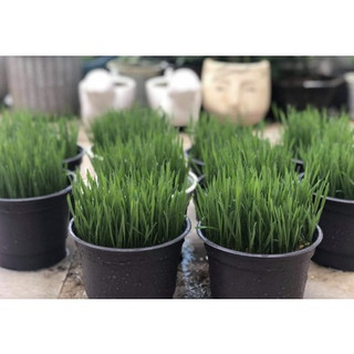 Bộ Trồng Cỏ Mèo