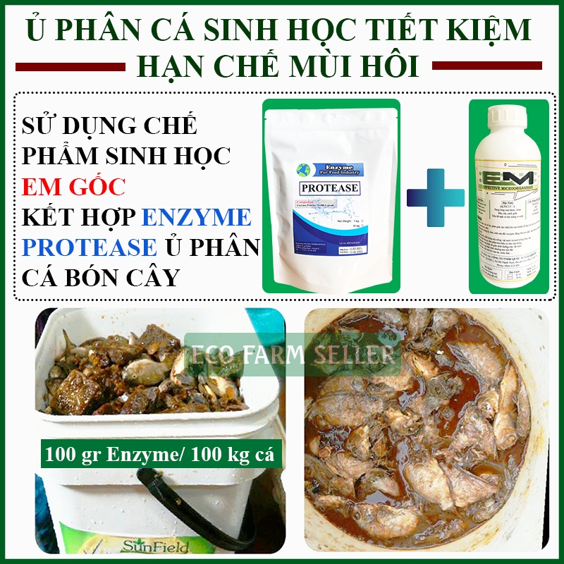 Enzyme Protease Và Chế Phẩm Sinh Học EM Gốc Ủ Phân Cá Nhanh Và Giảm Mùi Hôi