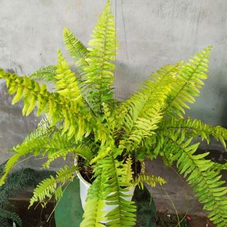 Cây dương xỉ vàng