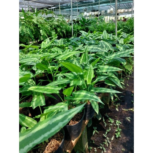 Cây mường thái (chỉ giao hỏa tốc HCM)