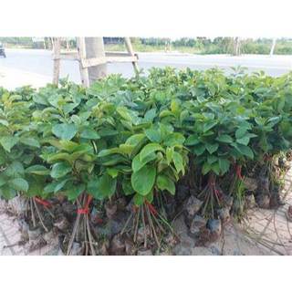 CÂY HỒNG GIÒN KHÔNG HẠT