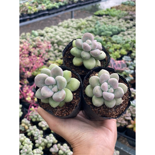 Sen đá sỏi hồng kim tuyến size bầu 5cm hư 1 đổi 1