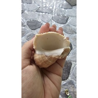 Vỏ ốc gai miệng rộng size 8, 9cm