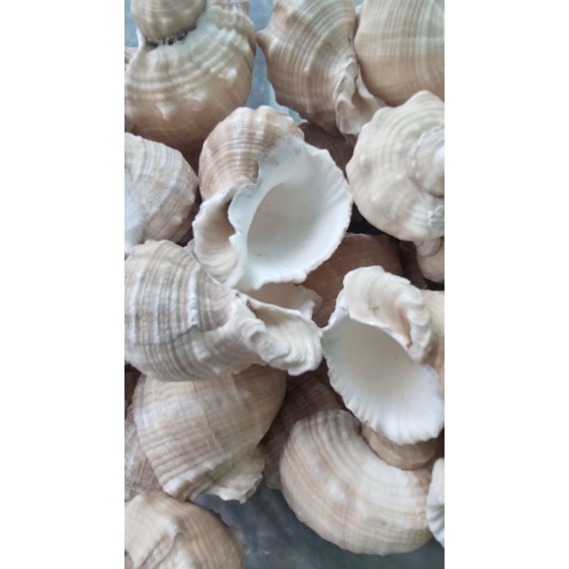Vỏ ốc gai miệng rộng size 8, 9cm