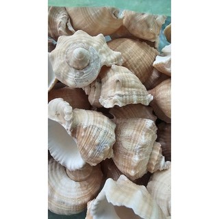 Vỏ ốc gai miệng rộng size 8, 9cm