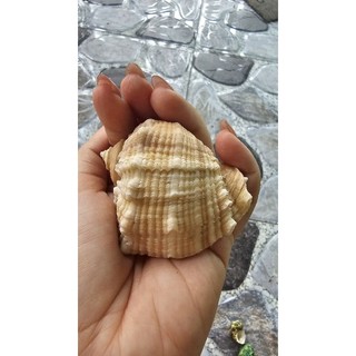 Vỏ ốc gai miệng rộng size 8, 9cm