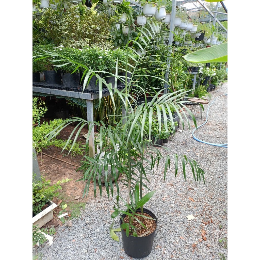 Cây cau Hawaii 1m (chỉ giao hỏa tốc HCM)