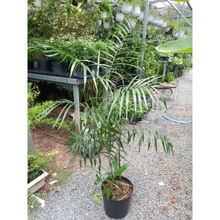 Cây cau Hawaii 1m (chỉ giao hỏa tốc HCM)