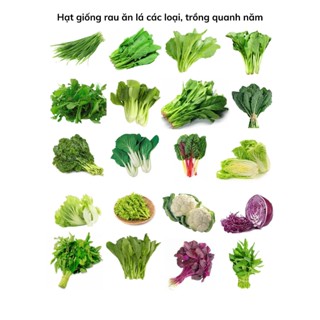 [Seeds] Hạt giống rau ăn lá các loại, trồng quanh năm