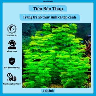  Cây thủy sinh Tiểu Bảo Tháp trang trí bể cá cảnh 