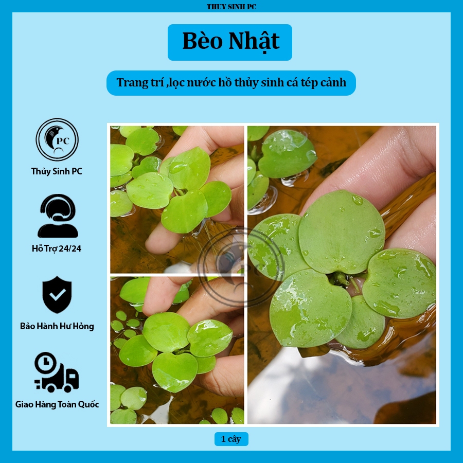 Bèo Nhật lọc sạch nước và trang trí hồ thủy sinh