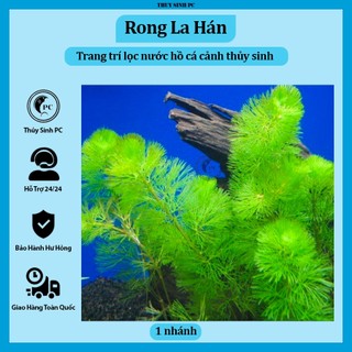 Cây thủy sinh Rong La Hán trang trí bể cá cảnh