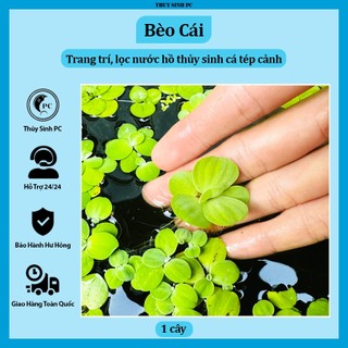 [1 nhánh] Bèo Cái lọc nước, trang trí bể cá cảnh thủy sinh