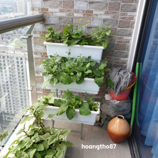 Kệ trồng rau 3 tầng bậc thang thông minh giá bán chưa gồm chậu