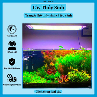 Cây thủy sinh cắt cắm dễ trồng không co2