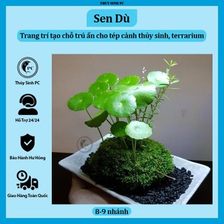 [5 nhánh] cây thủy sinh Sen Dù trang trí hồ cá
