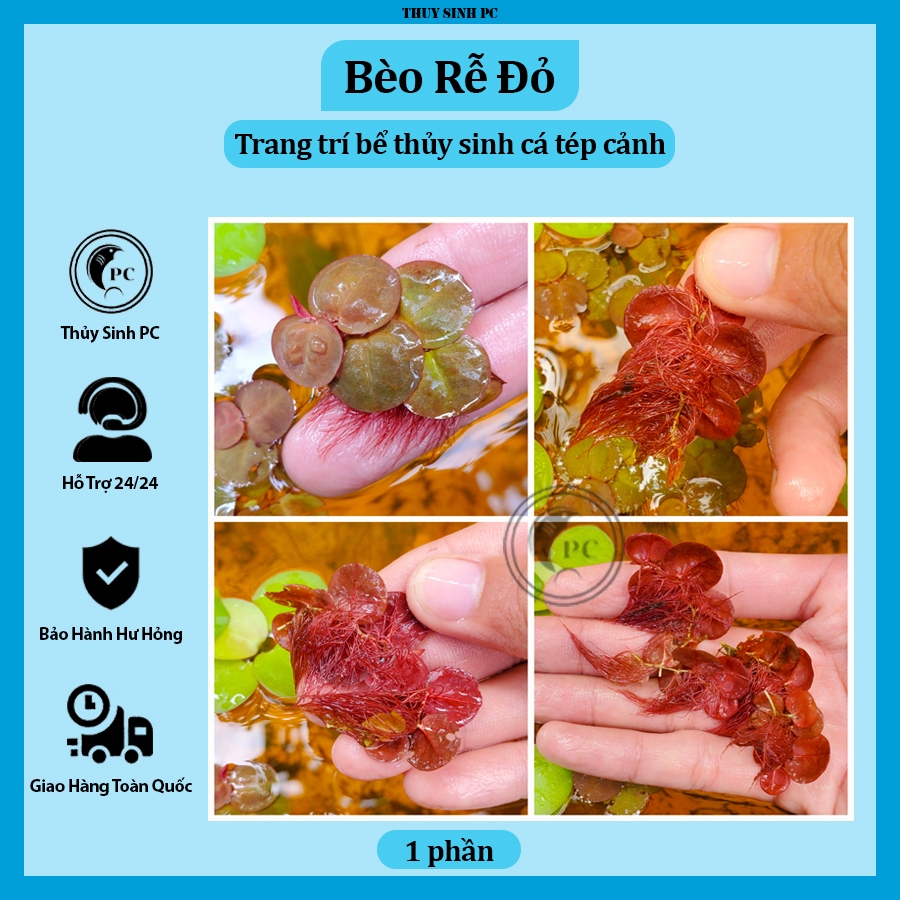Bèo rễ đỏ trang trí bể thủy sinh