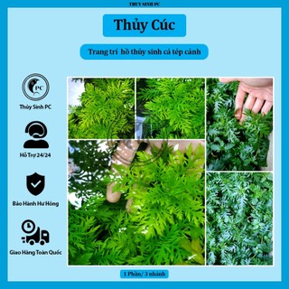 Cây thủy sinh Thủy Cúc trang trí hồ cá cảnh