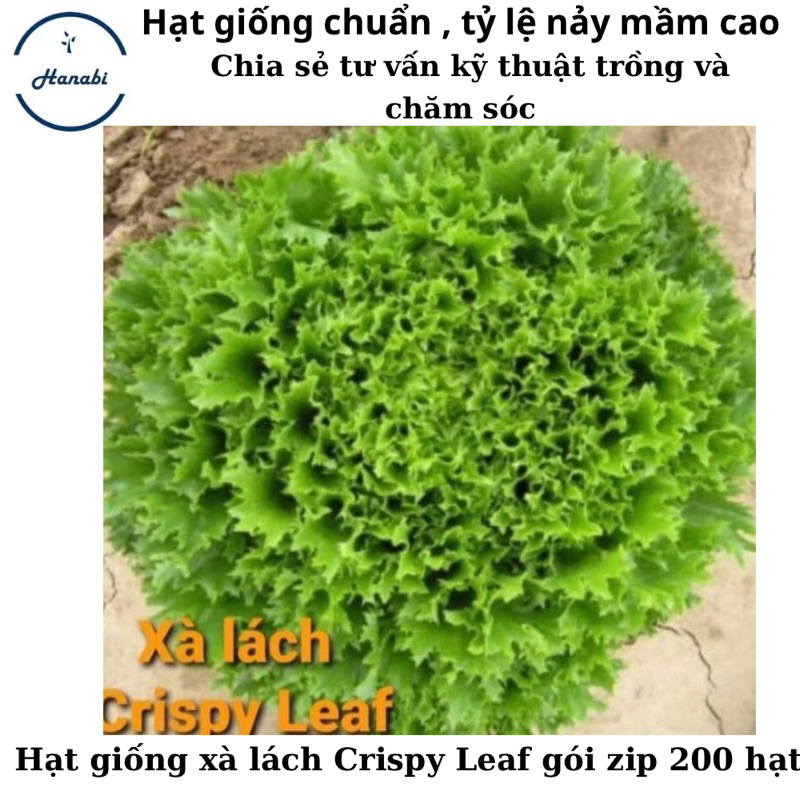 Hạt giống xà lách Crispy Leaf Mỹ