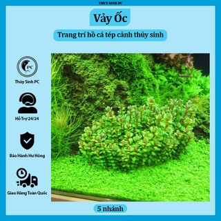 [5 nhánh] cây thủy sinh Vảy Ốc trang trí bể cá cảnh