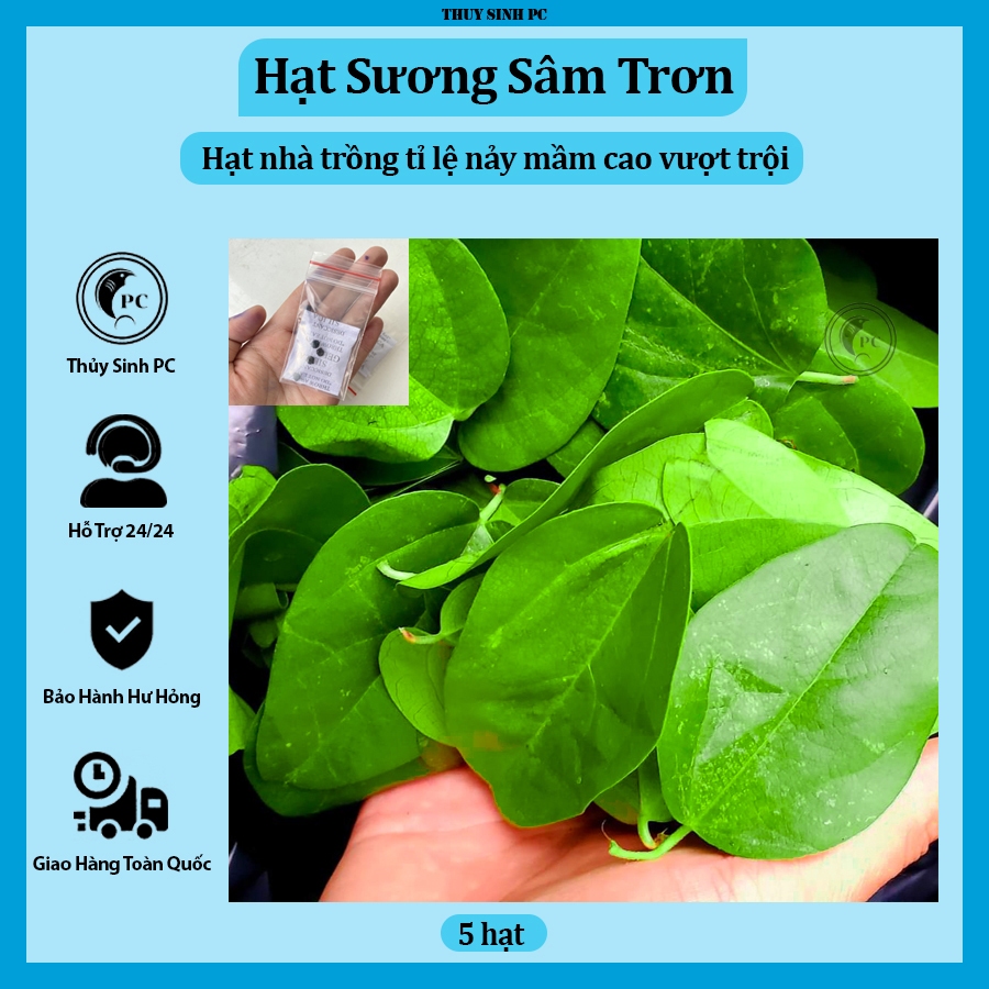 Hạt Giống Sương Sâm Lá Trơn