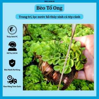 Bèo tổ ong trang trí và lọc nước bể thủy sinh cá cảnh