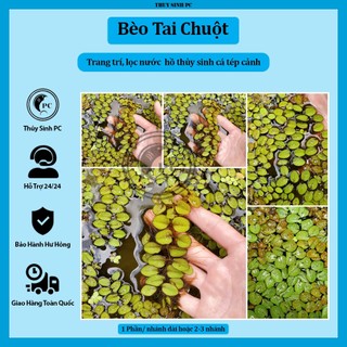 Bèo tai chuột trang trí và lọc nước bể thủy sinh cá cảnh