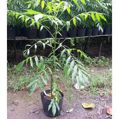 Cây Giống Cóc Thái Ra Quả Sớm Trồng Chậu Trong Sân Vườn  (Ảnh Thật)