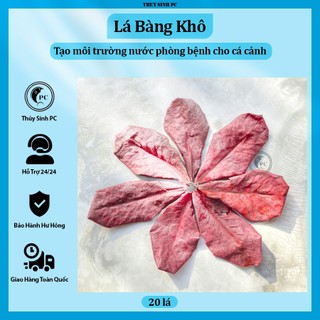 20 lá bàng khô tạo sức đề kháng tốt cho cá cảnh