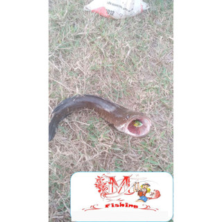 Mồi Lure Cá Lóc V5 Rất Hiệu Quả