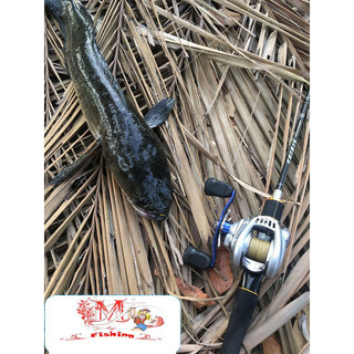 Tí Nị Frog Nháy Hơi Câu Cá Lóc Thái Lan