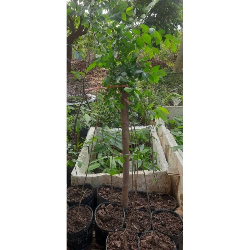Cây Du tàu làm bonsai (Cao 60_80cm)