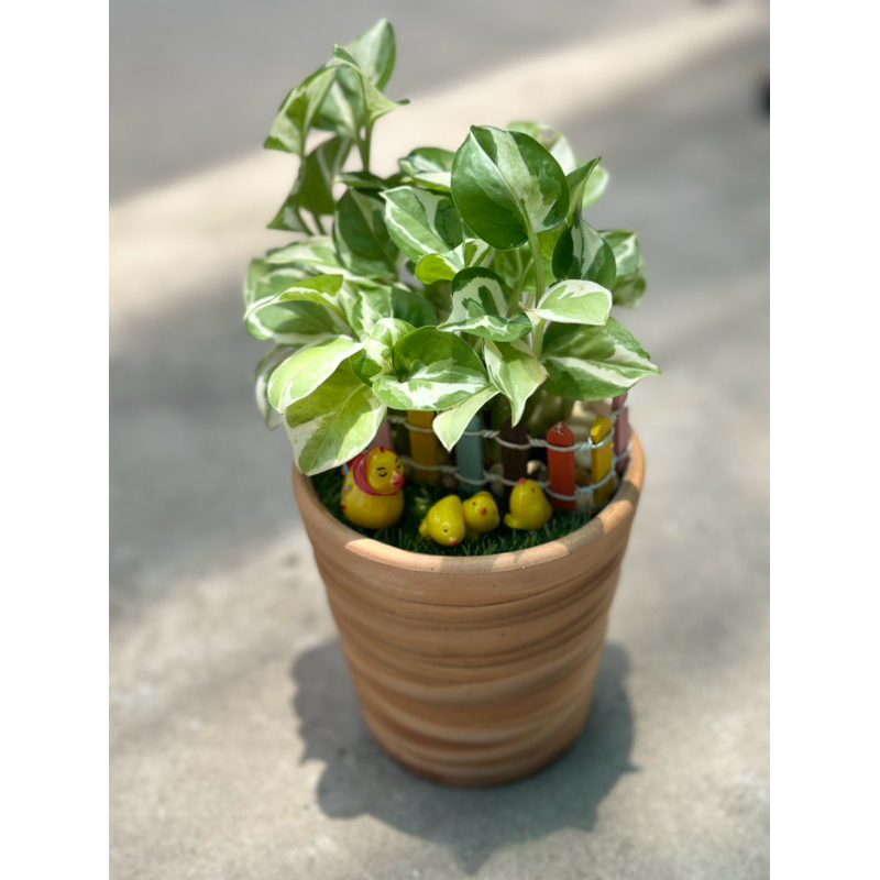 Chậu cây TRẦU BÀ SỮA MINI (Tặng sỏi) - Cây mini để bàn làm việc