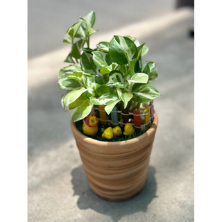 Chậu cây TRẦU BÀ SỮA MINI (Tặng sỏi) - Cây mini để bàn làm việc