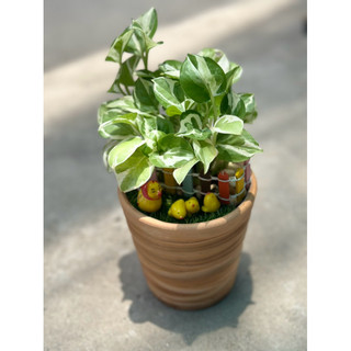 Chậu cây TRẦU BÀ SỮA MINI (Tặng sỏi) - Cây mini để bàn làm việc