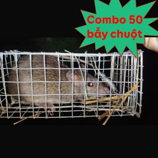Combo 50 Bẫy Chuột Đồng Đường Mòn