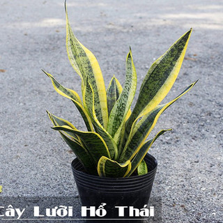 Cây lưỡi hổ thái, lưỡi hổ lùn để bàn (2 kích cỡ)
