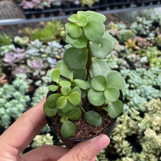 Sen đá dola xanh size bầu 5cm hư 1 đổi 1