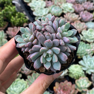 Sen đá ruby tím size bầu 5cm hư 1 đổi 1
